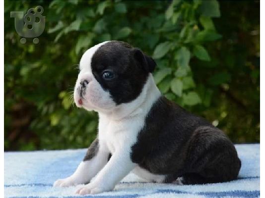 Όμορφα κουτάβια boston terrier